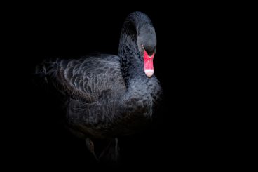 Ist das Corona-Virus der neue „Schwarze Schwan“?
