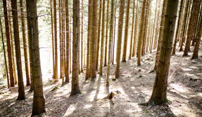 Hitze, Dürre, Monokulturen – der deutsche Wald stirbt