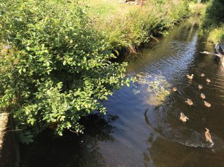 Zerstörung von Kleinwasserkraftwerken – “Ö K O L O G I S C H  G A R  N I C H T  W Ü N S C H E N S W E R T “