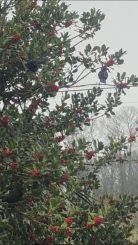 Zur Erholung mal etwas Anderes: Ilex ist der Baum des Jahres 2021. Das passt gut zu den NachDenkSeiten