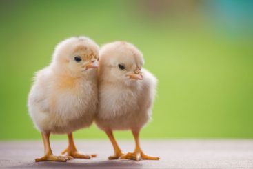 Kükentöten vorverlegt