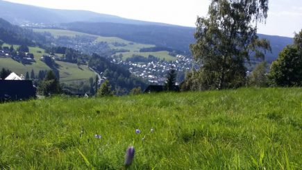 Heuschrecken beißen sich bis in die Provinz