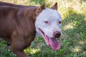 Die Ukraine als Pitbull der USA gegen Russland