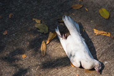 Die weißen Tauben sind müde