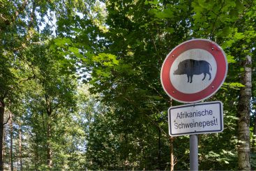 Das Schweinesystem hat Angst