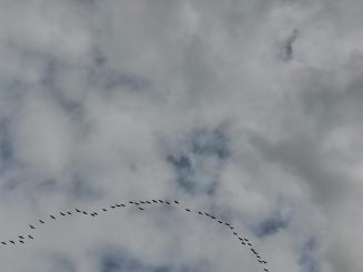 Pardon, mal was anderes: Kraniche über Pleisweiler