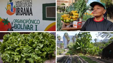 Venezuela: Urbane Landwirtschaft nach kubanischem Vorbild im Herzen von Caracas