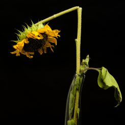 Sanktionen: Wie die „Grünen-Connection“ gegen die Vernunft hetzt