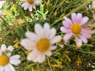 Margeriten haben keine Chance – Gedanken zum ignoranten Umgang mit der Natur