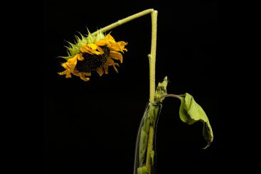 Grünen-Dämmerung – der Zeitgeist-Partei ist der Zeitgeist abhandengekommen