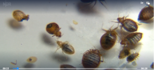 Macrons Bettwanzen nagen an seinem Verstand