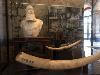 Belgiens Kautschukreich im Kongo: Demokratie im Inland, Terror im Dschungel